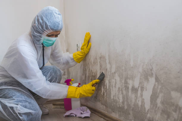 Mold Removal Process in Ann Arbor, MI