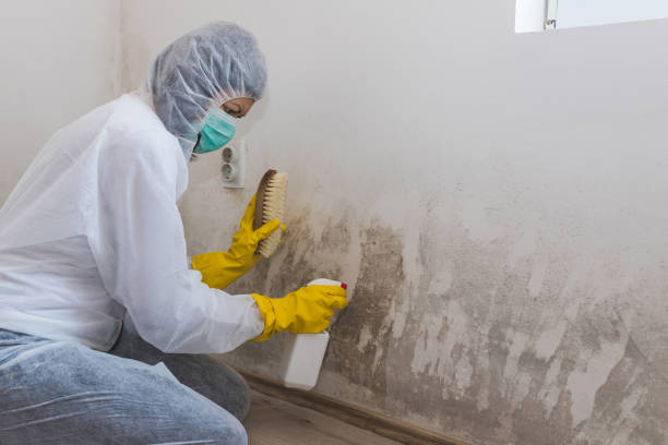 Certified Mold Removal in Ann Arbor, MI